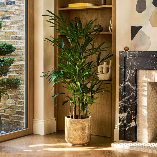 Rhapis excelsa | Patch 