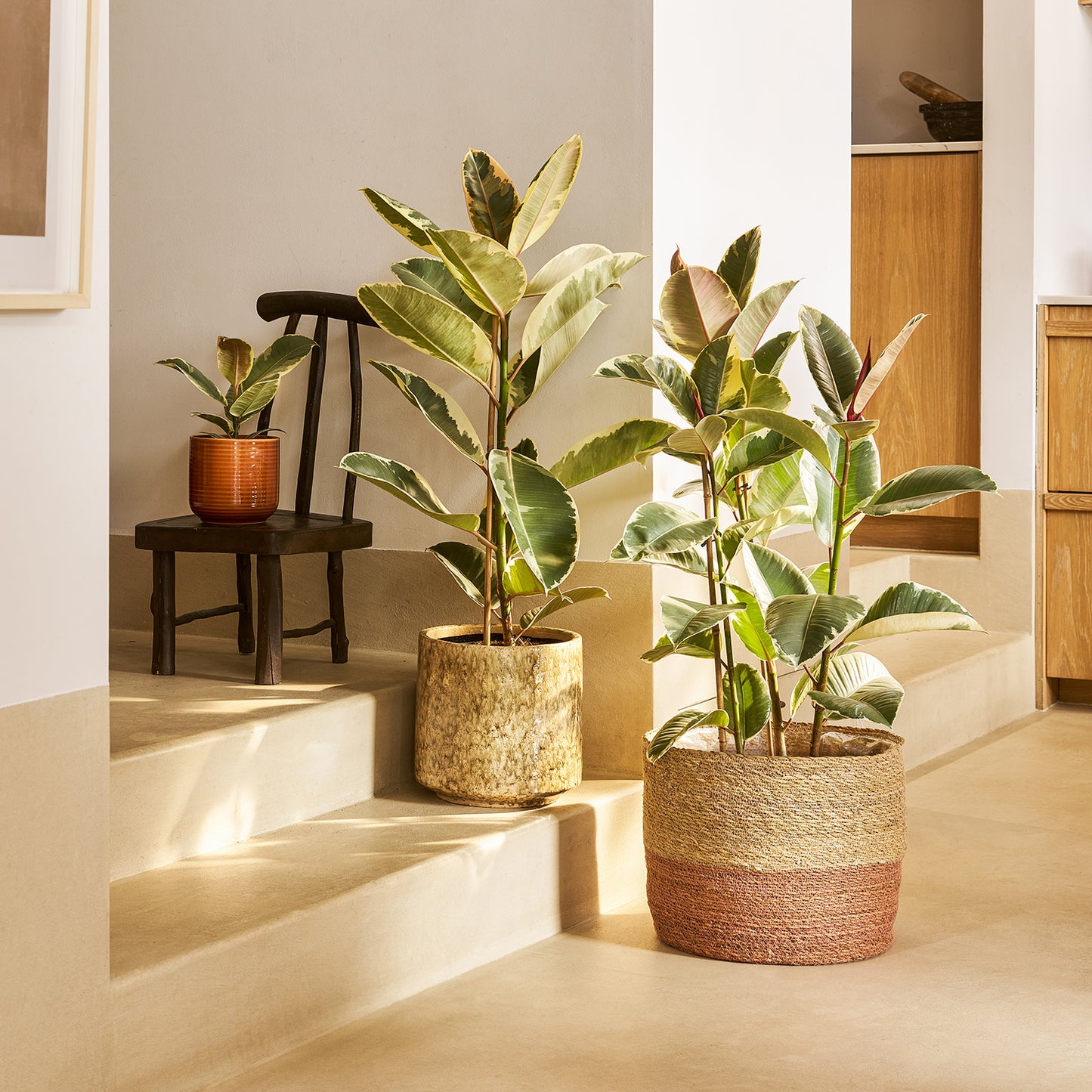 Ficus elastica tineke | Patch Plants
