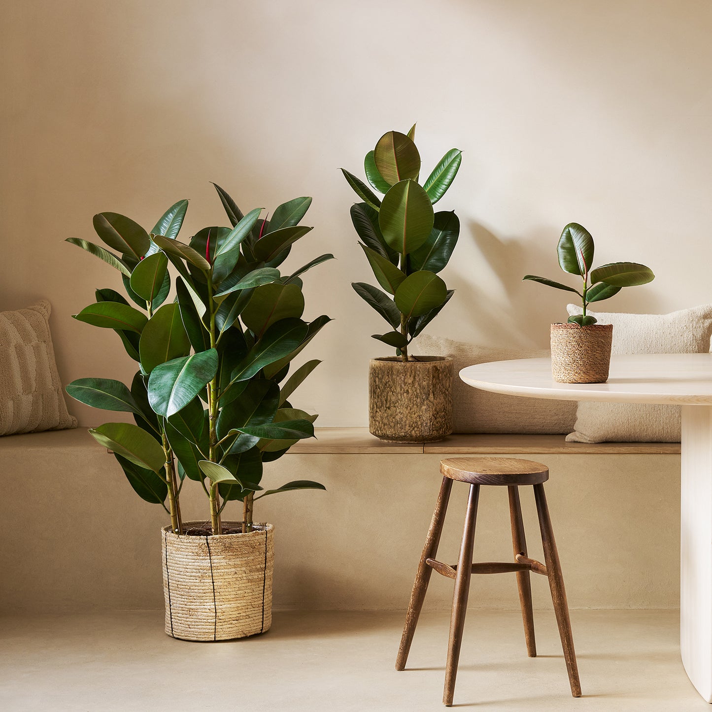 Rubber plant