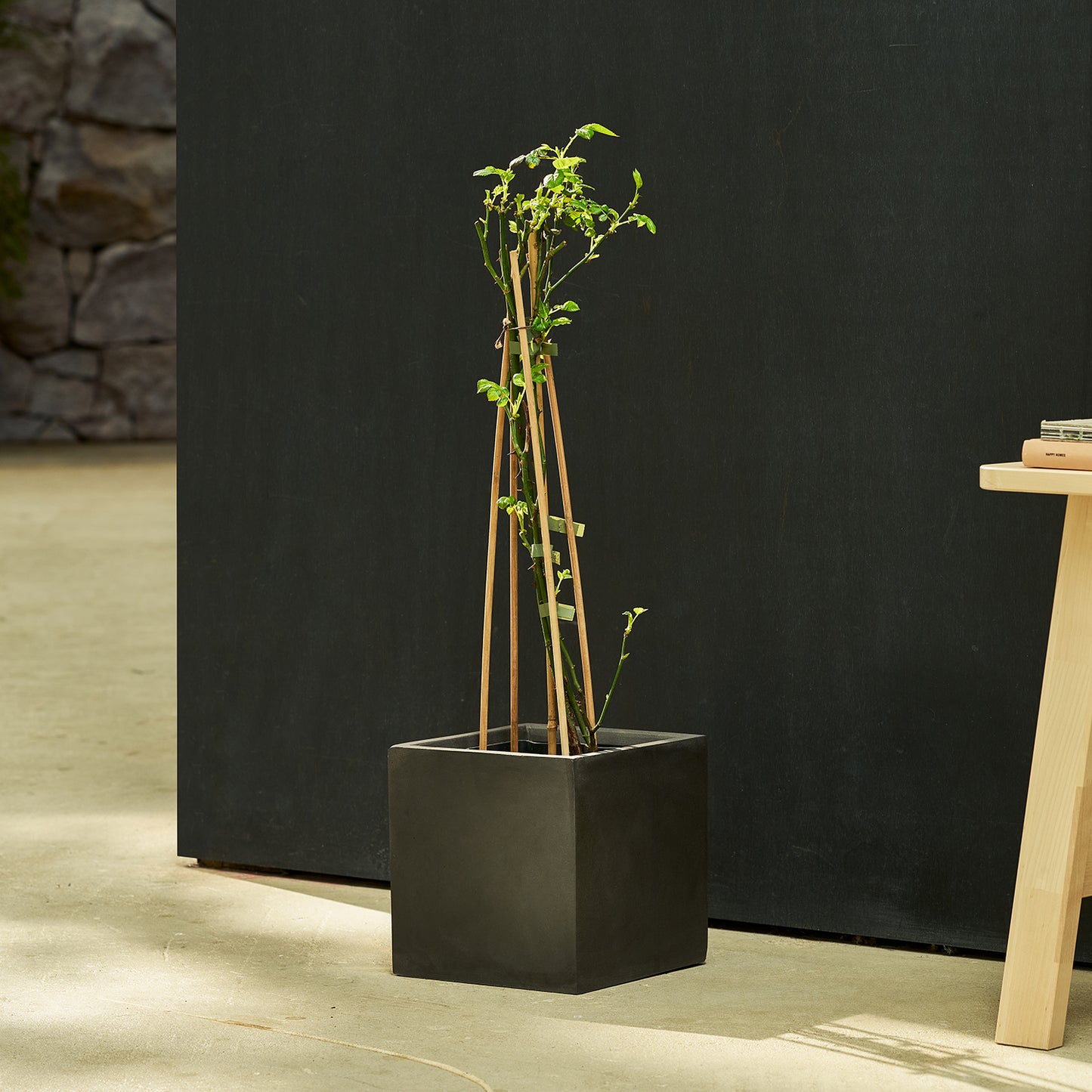Climbing rose - peach | Patch Plants