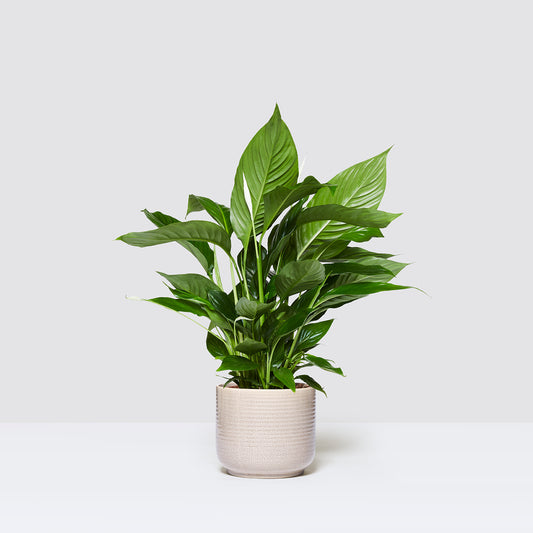 [Selfridges] Pippa-70-80,-Ceramic cream 18