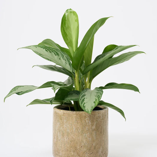 [Selfridges] Anna-50-60,-Fracture stone 19