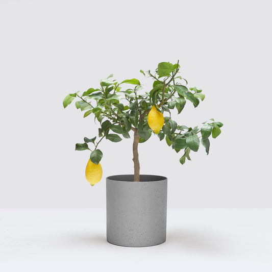 [Selfridges] Vivi-60-70,-Fibrestone grey 25