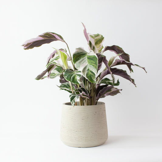 [Selfridges] Isha-40-50cm,-Clay grey 16