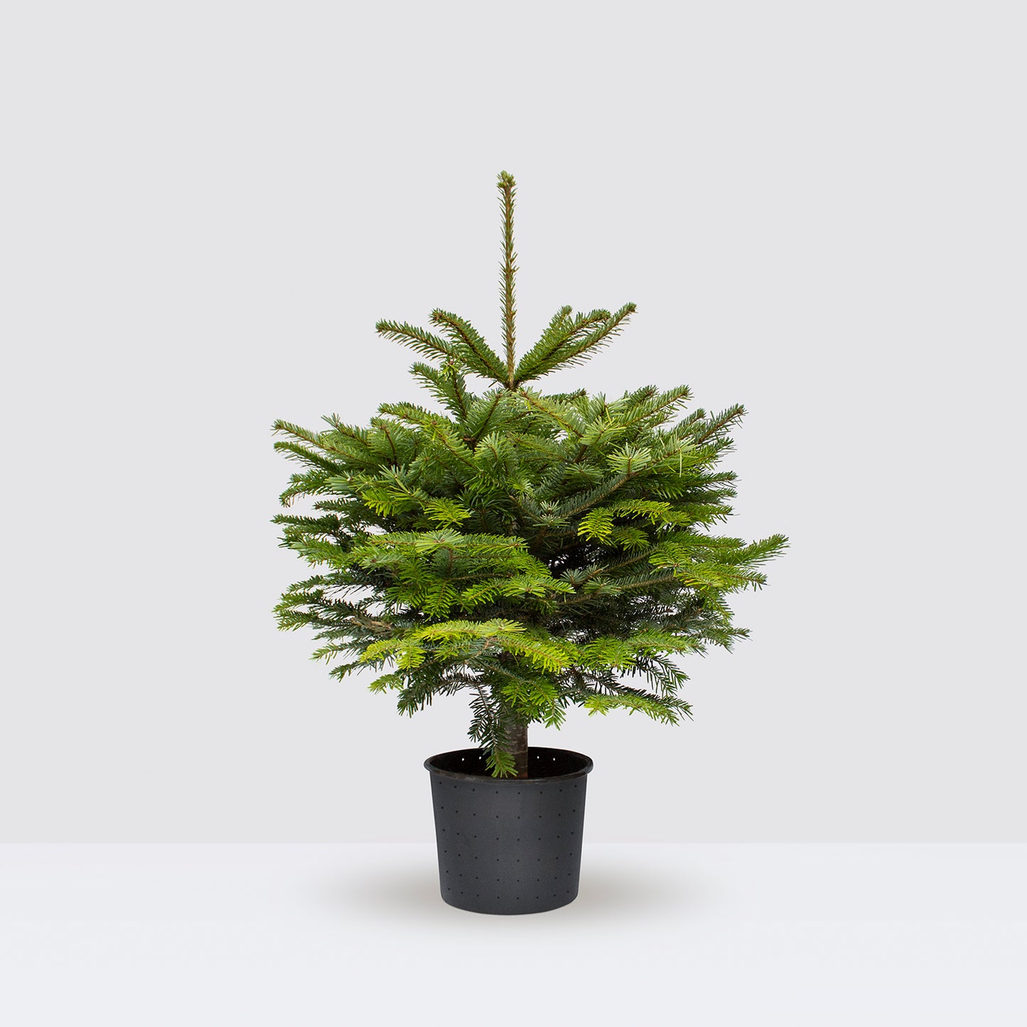 [Selfridges] Nora 100-125cm, Clay charcoal 28, decs