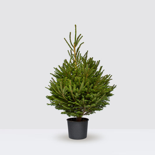 [Selfridges] NORWAYTREE-100-125 Norman 100-125cm
