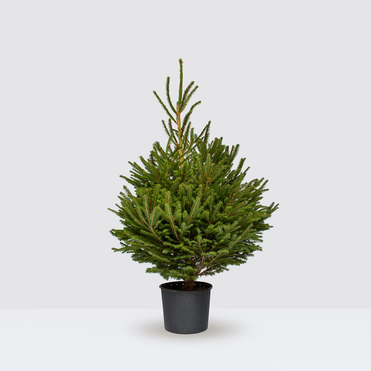 [Selfridges] Norman 100-125cm, Clay charcoal 28