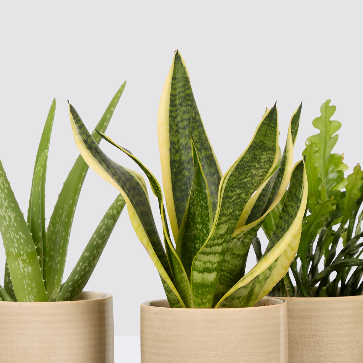 Sunny plants bundle