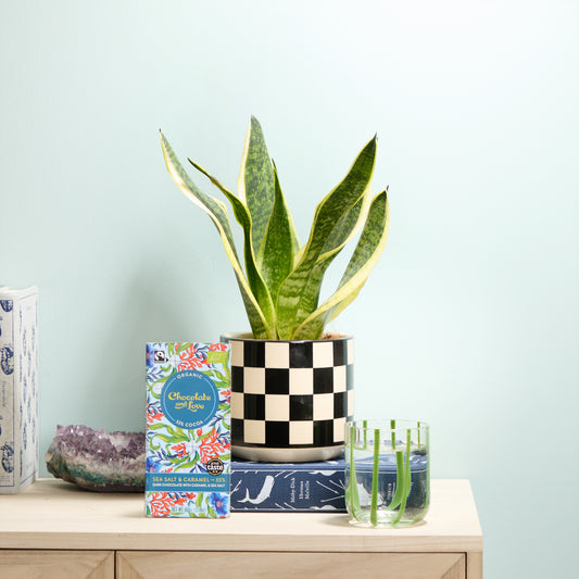 Susie, Black Chess pot & chocolate