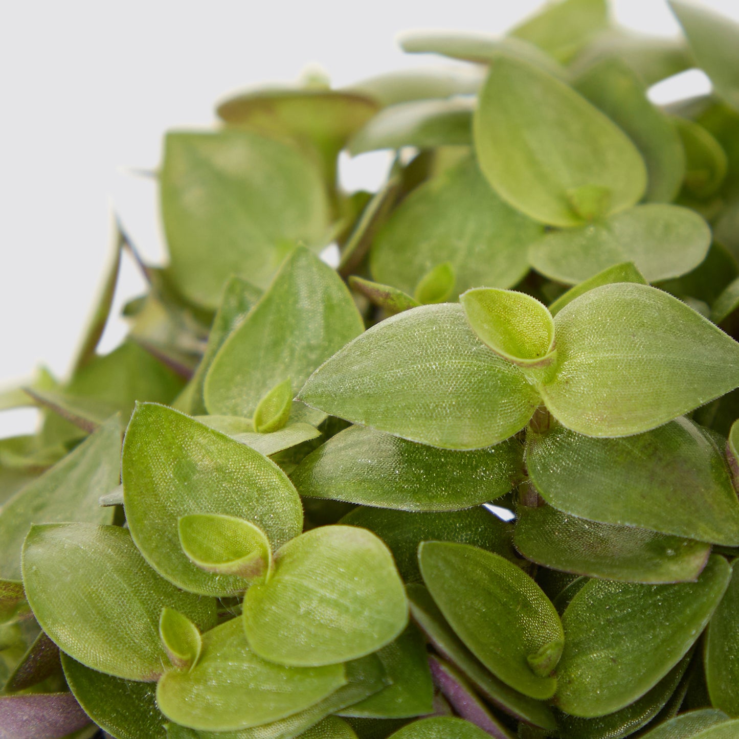 Shane