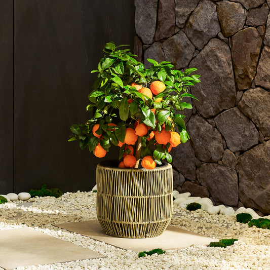 Red Lemon Tree