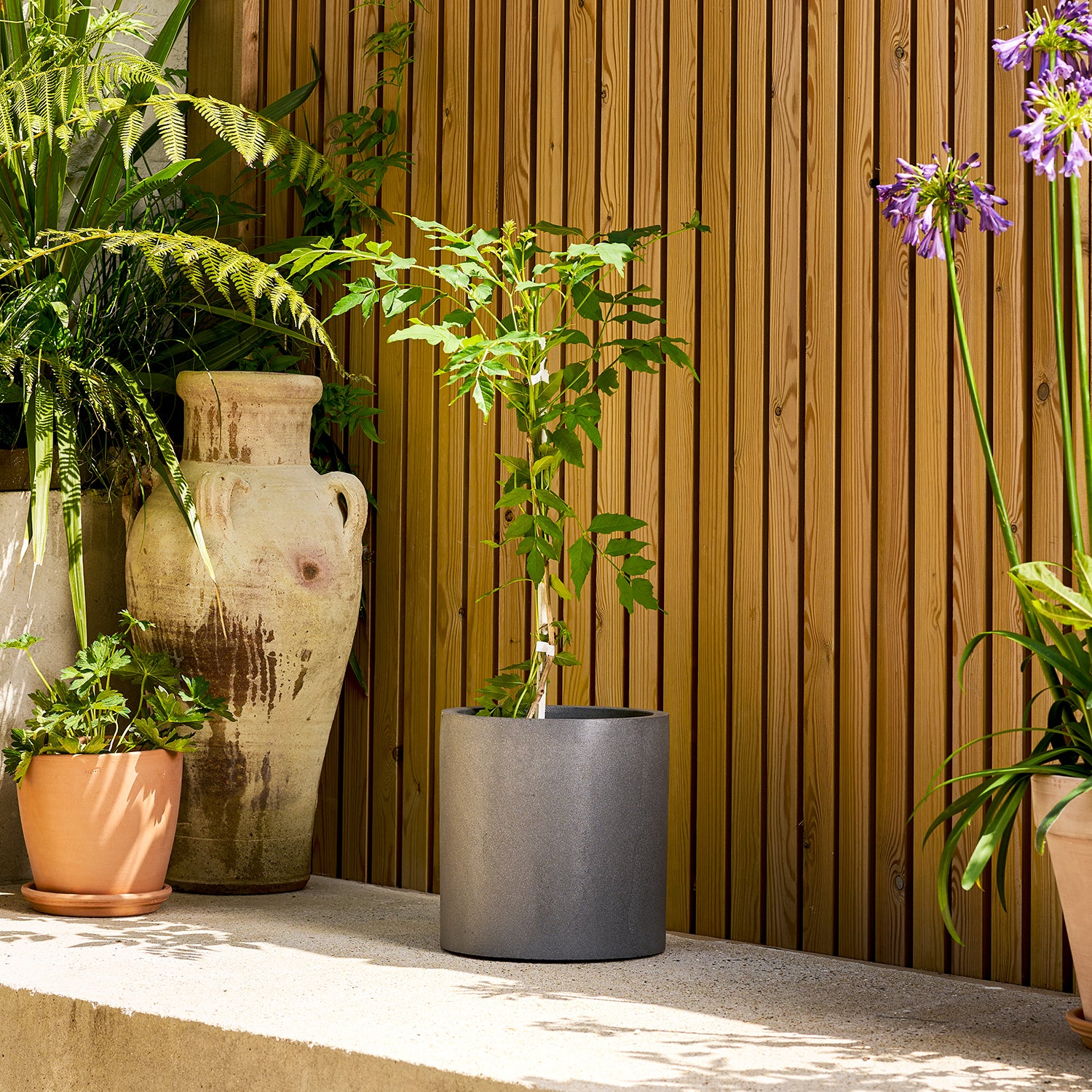 Campsis 'Indian Summer' | Patch
