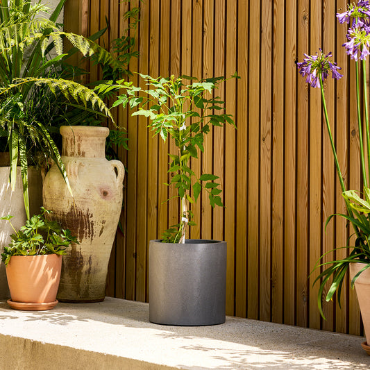 Campsis 'Indian Summer' | Patch