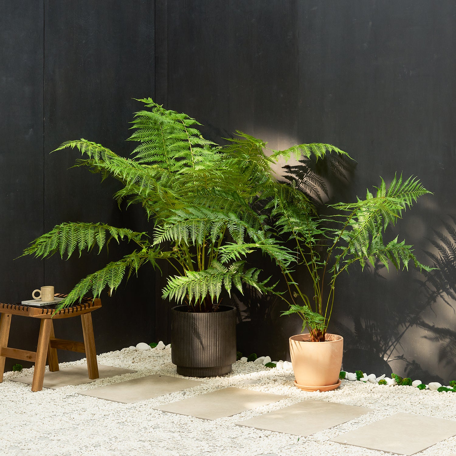 Tree Fern | Patch Plants