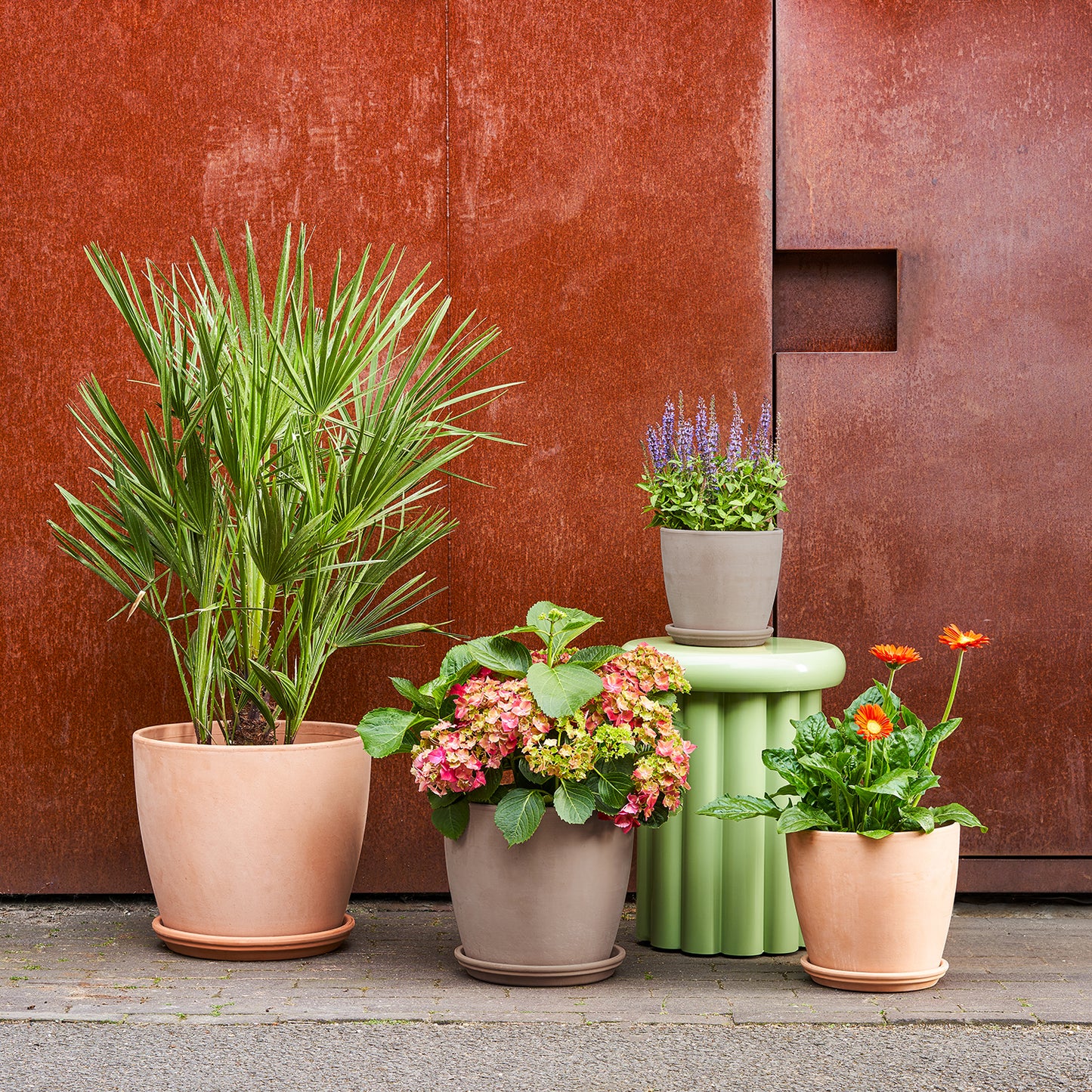 Terracotta egg pot with saucer | Patch Plants