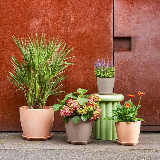 Terracotta egg pot with saucer | Patch Plants