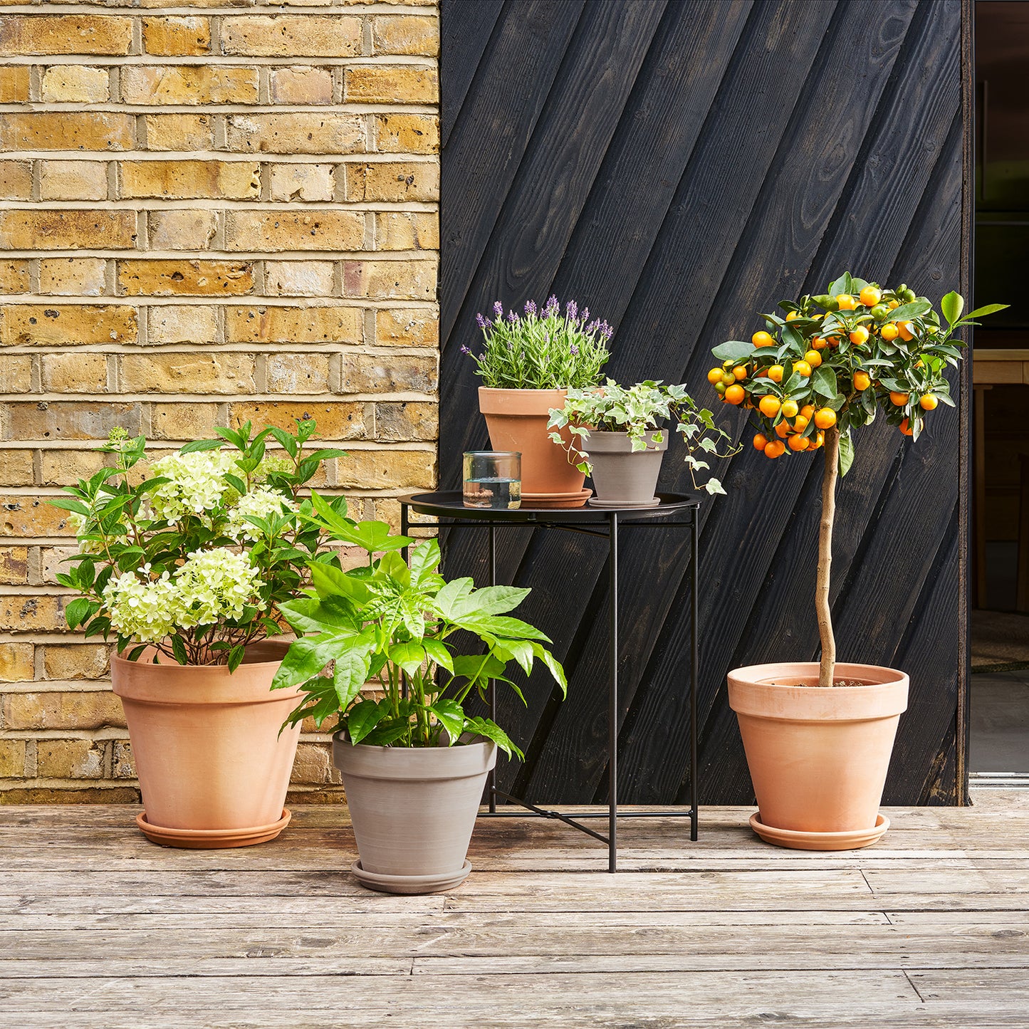 Terracotta pot with saucer | Patch Plants 