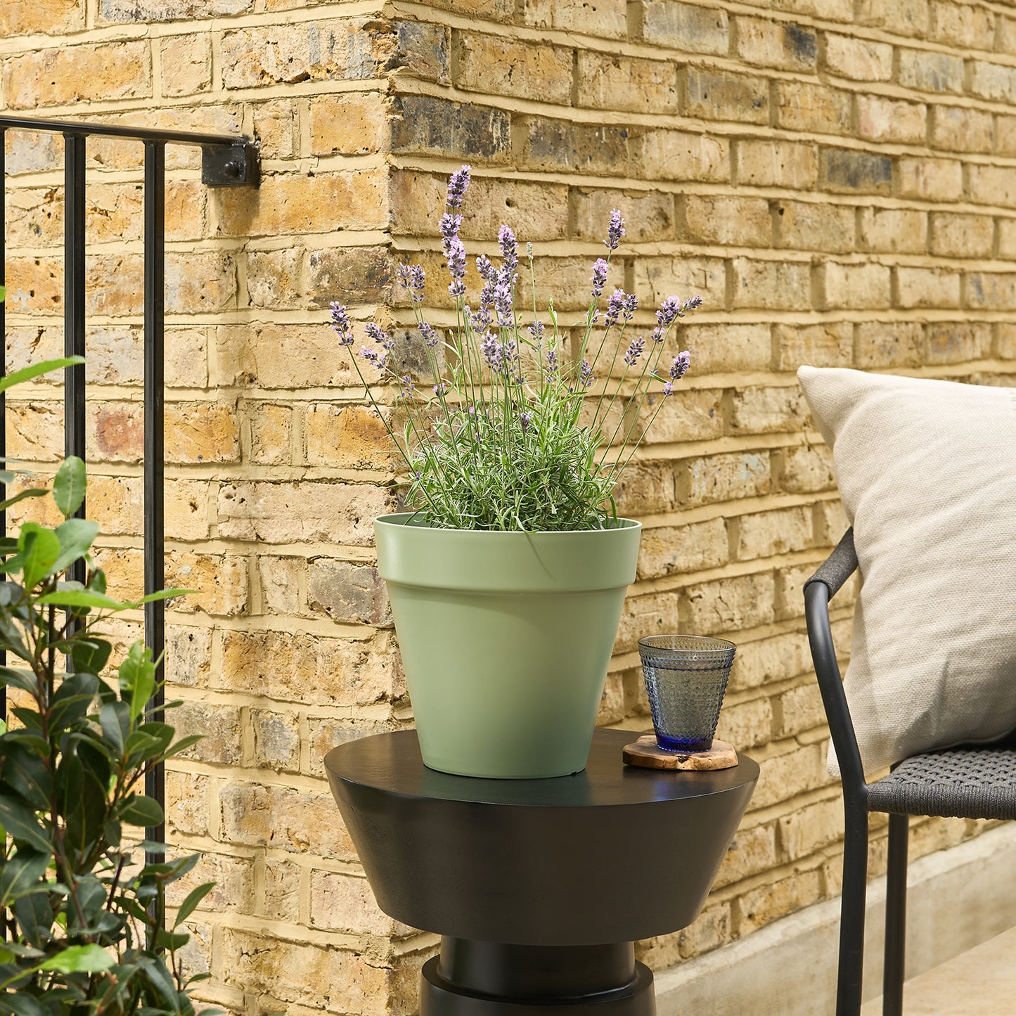 English lavender | Patch Plants