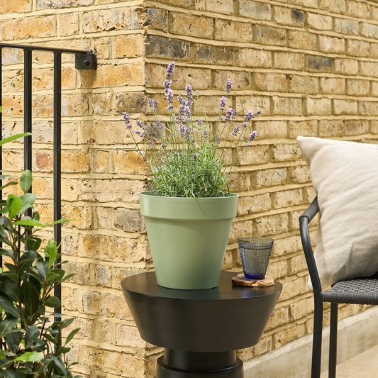 English lavender | Patch Plants