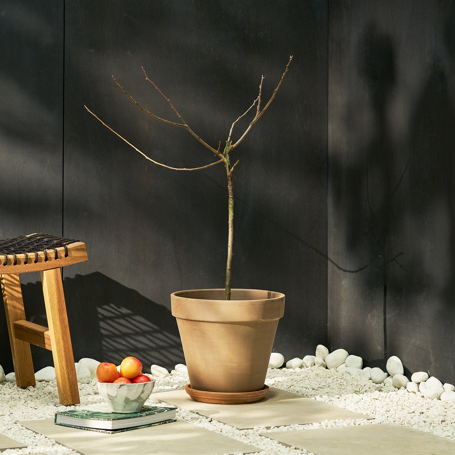 Plum tree | Patch Plants