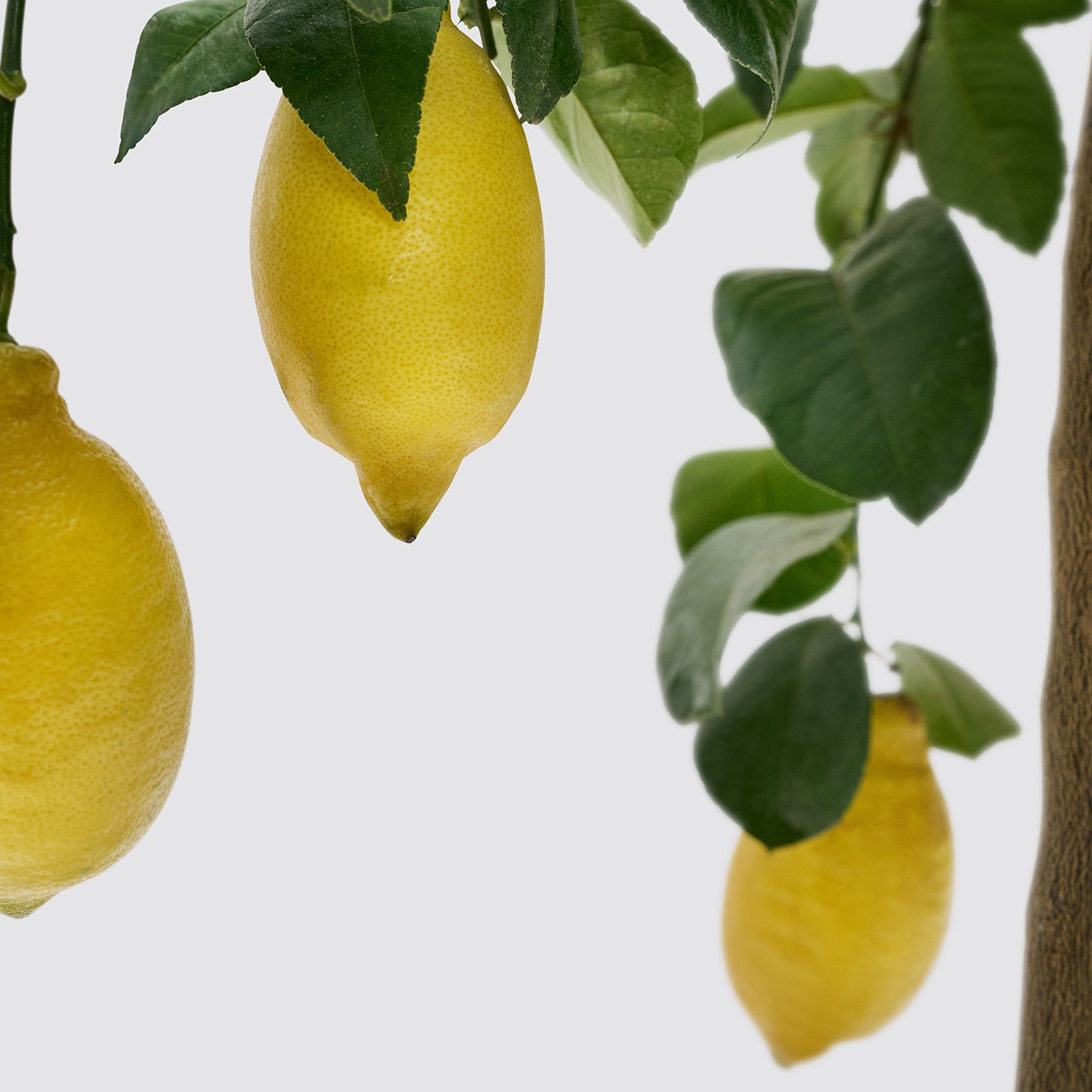 Lemon tree