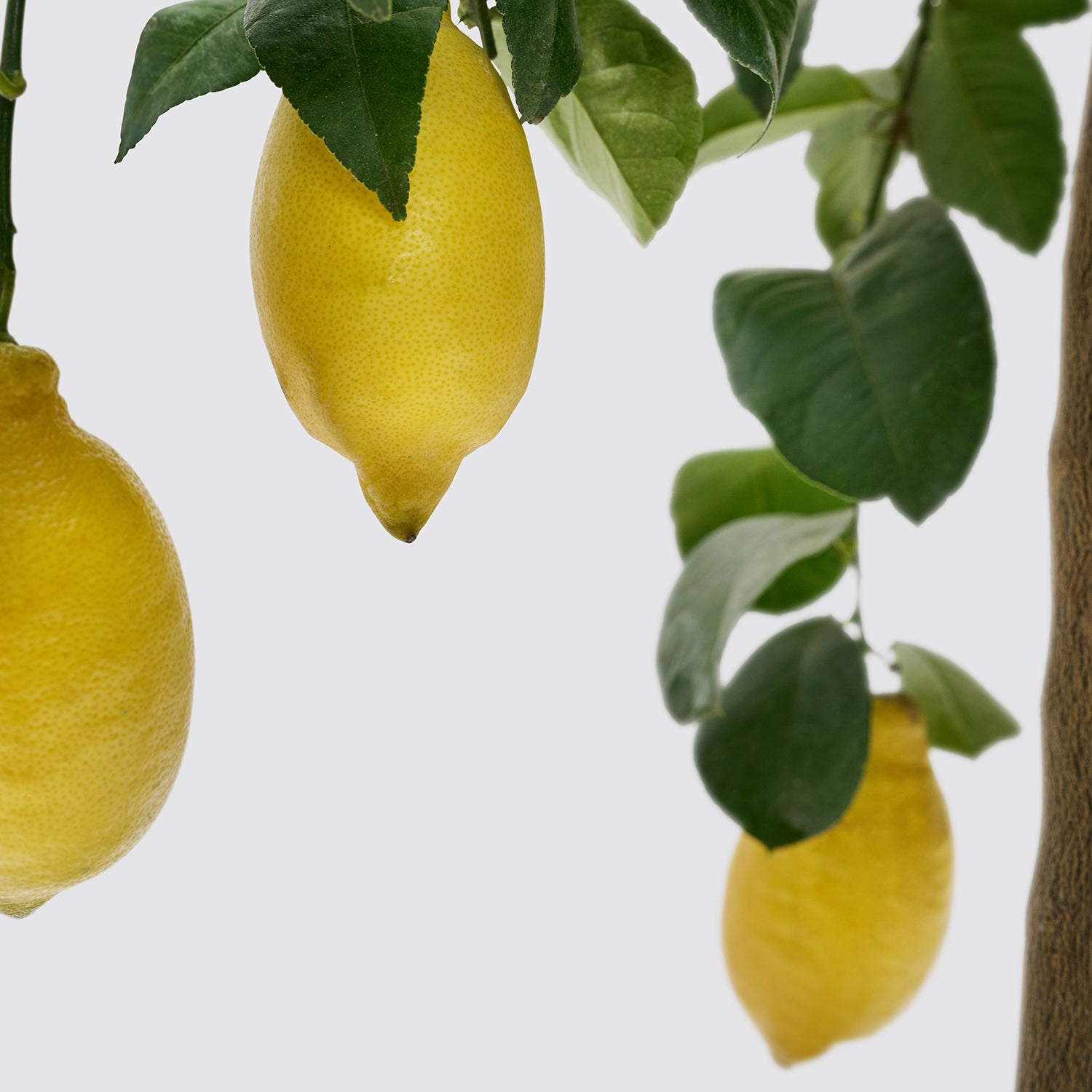 Lemon tree