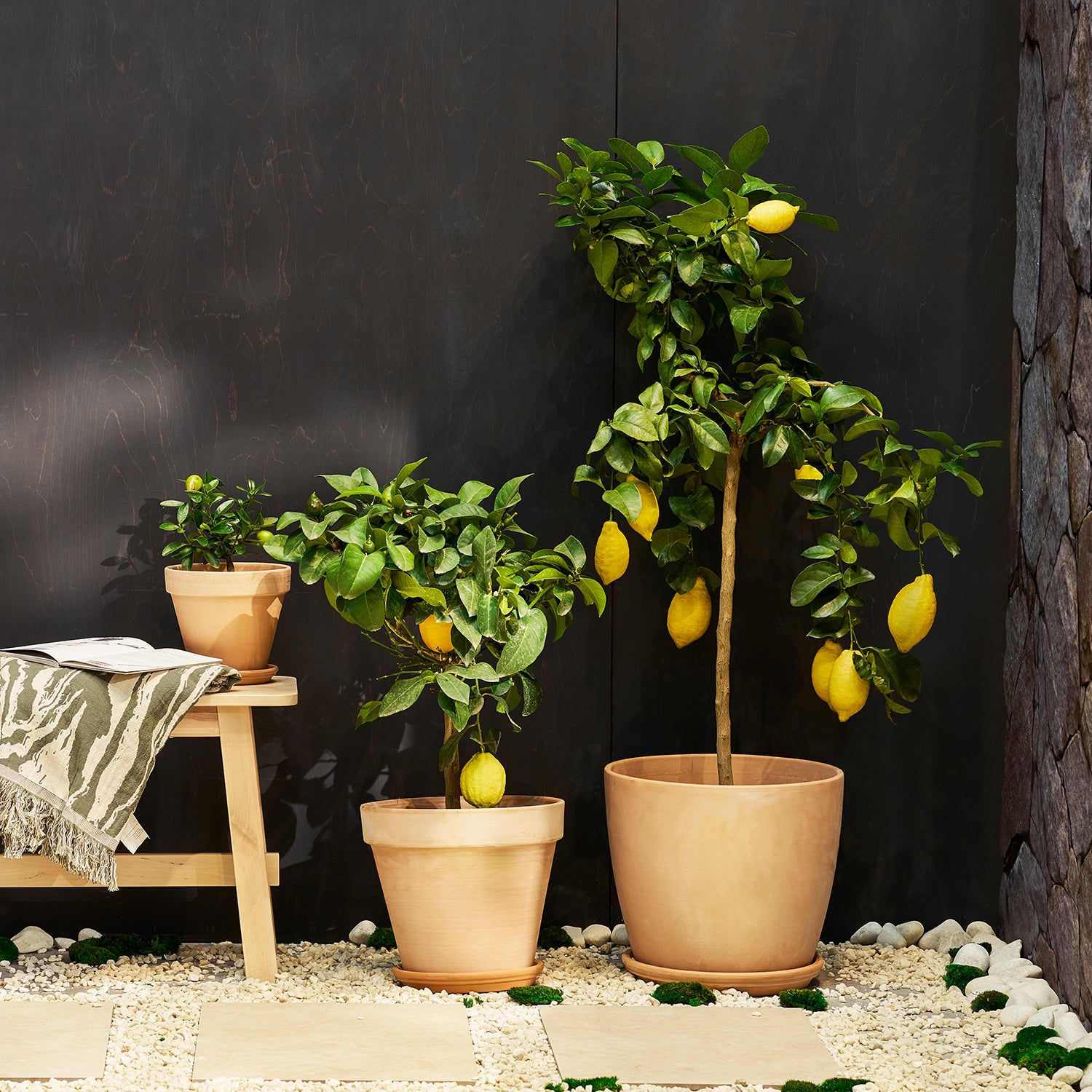 Lemon Tree