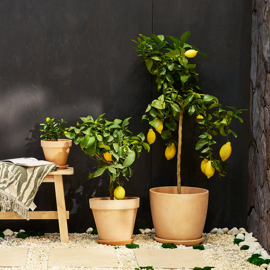 Lemon Tree