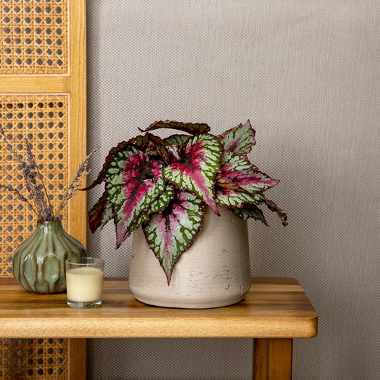Begonia rex 'Salsa'