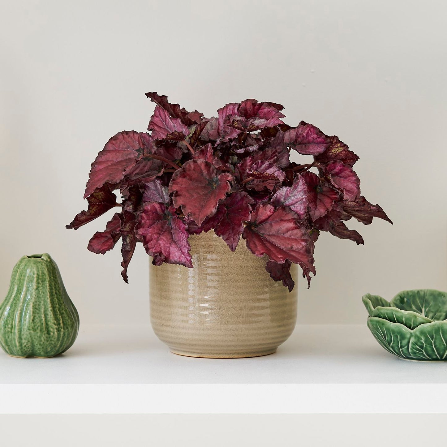 Begonia 'red heart'