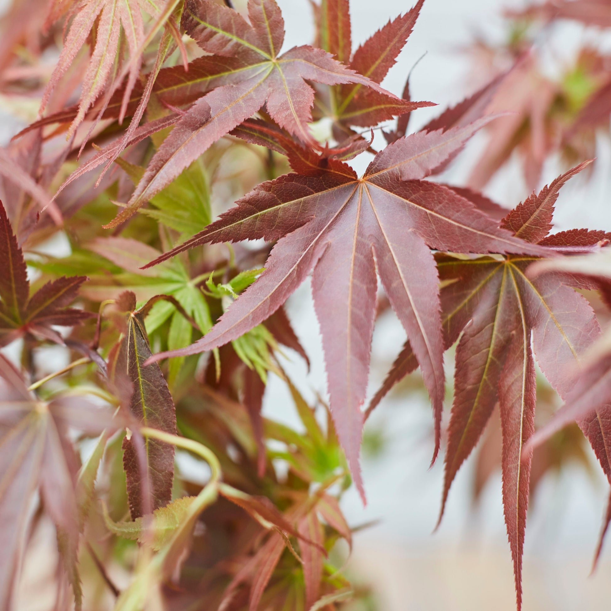 Acer Palmatum - red