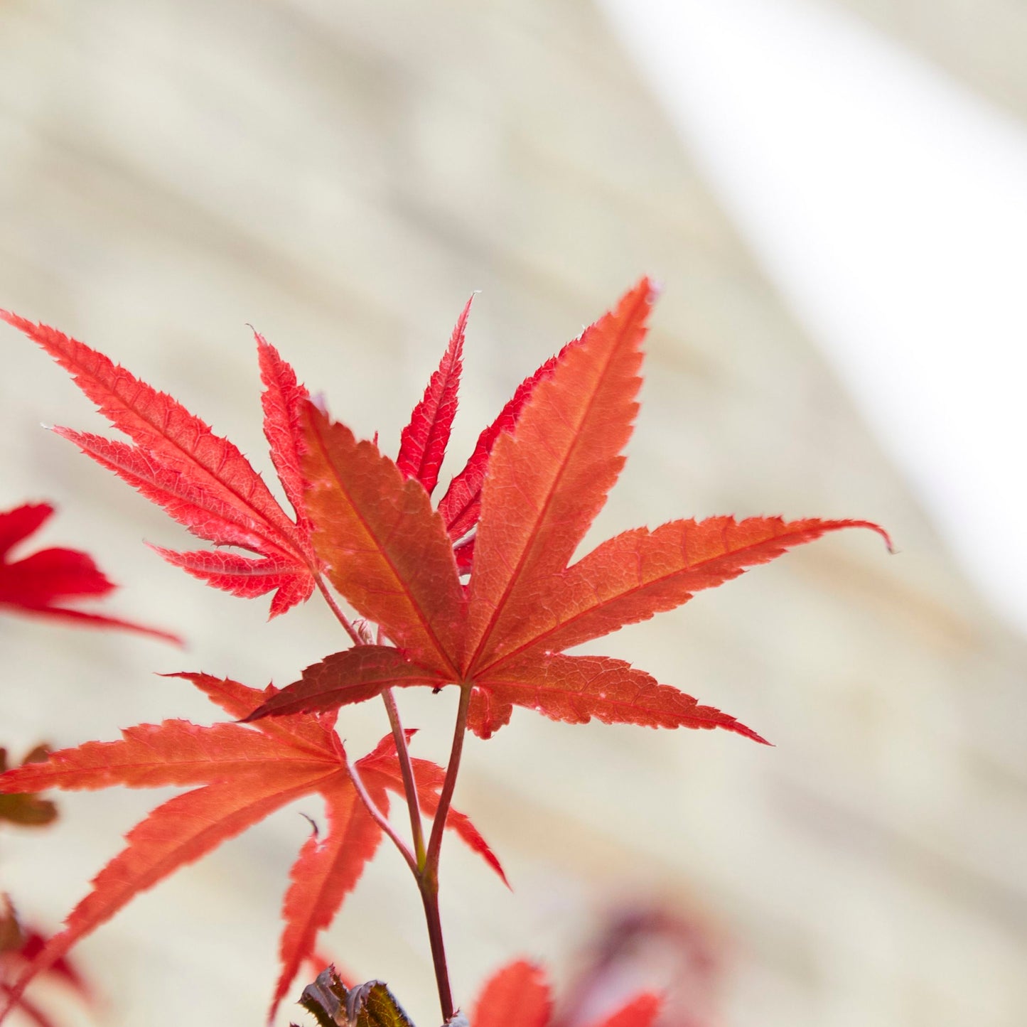 Acer Palmatum - red