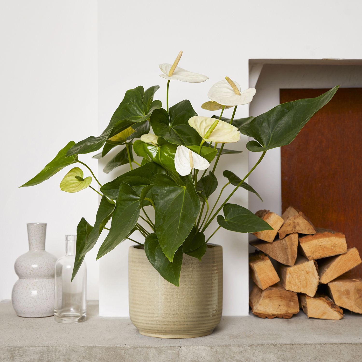 Anthurium - White