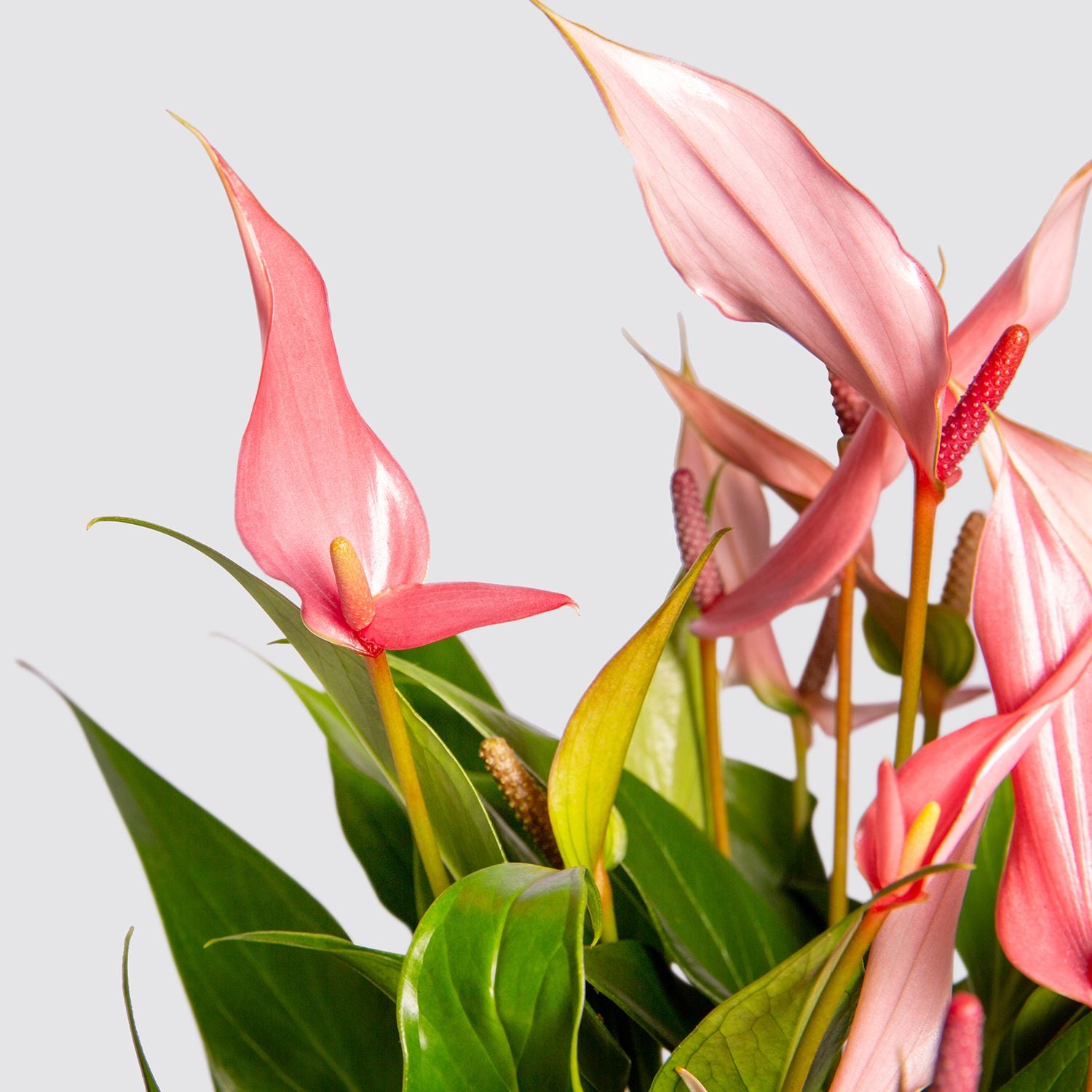 Anthurium ‘Lilli’