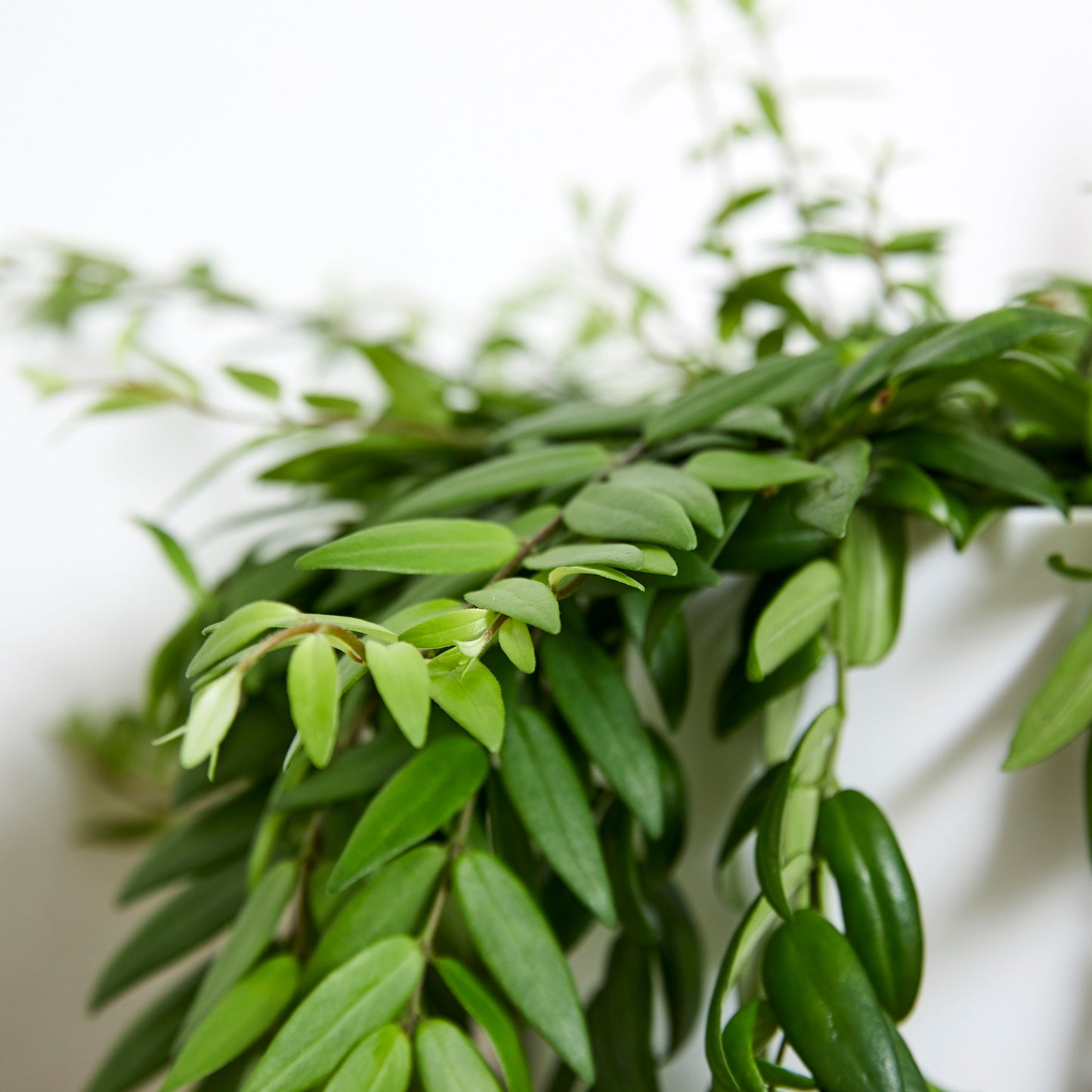 Aeschynanthus Japhrolepsis