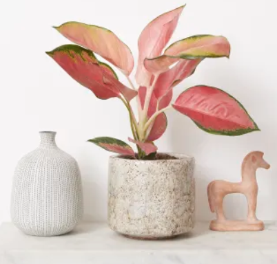 Aglaonema Red Star