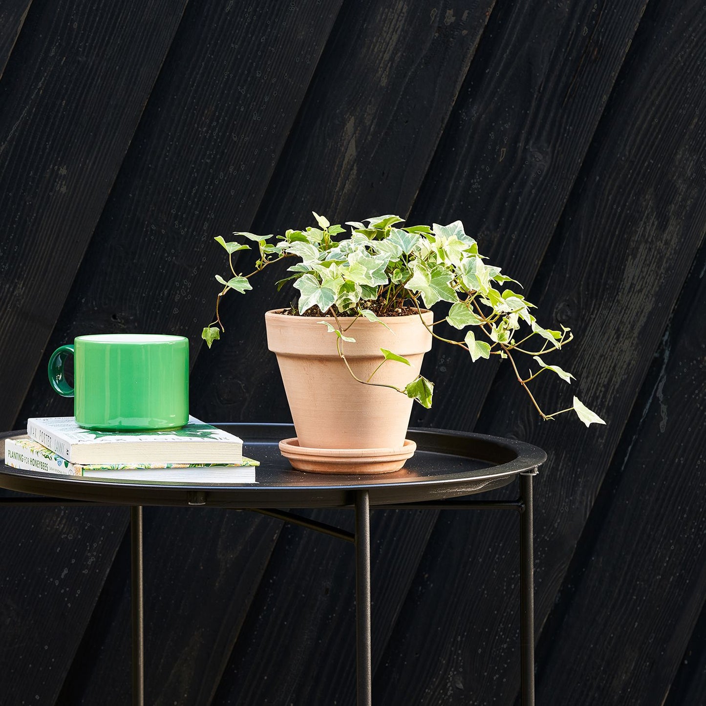 Variegated English Ivy