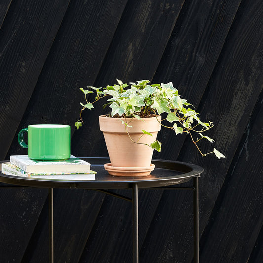 Variegated English Ivy