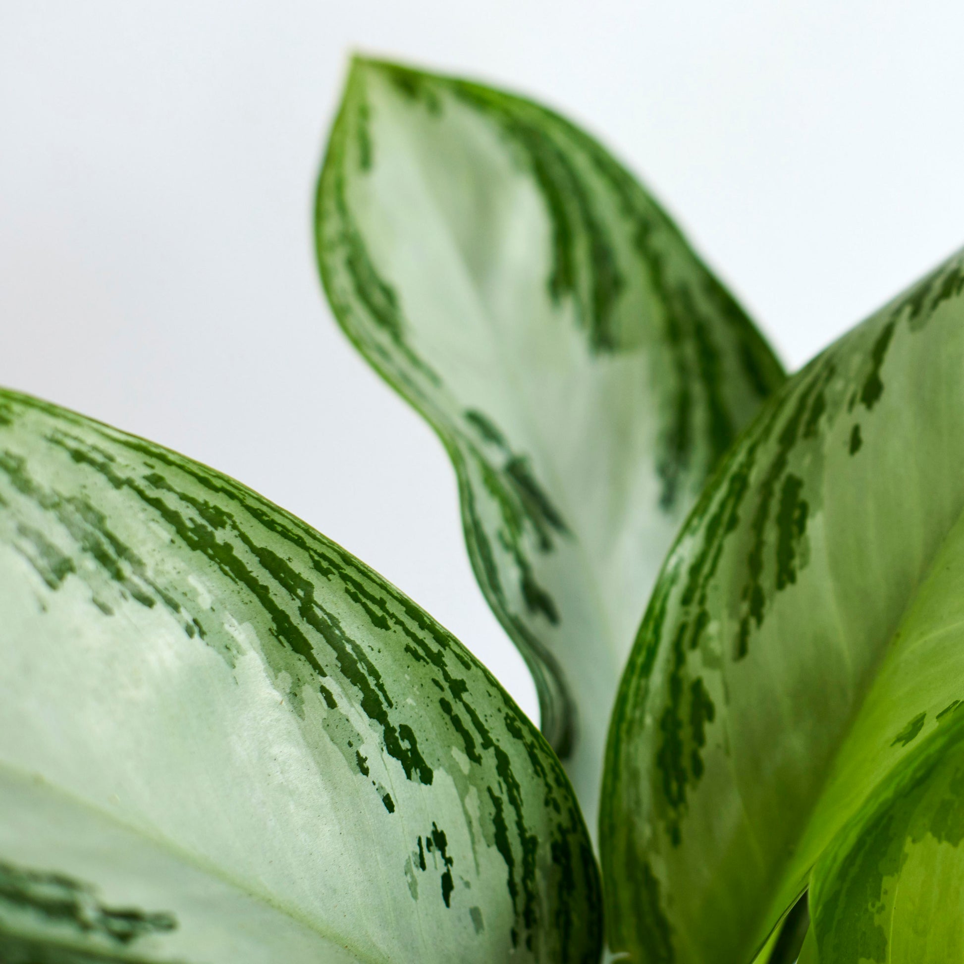 Aglaonema 'Silver Bay'