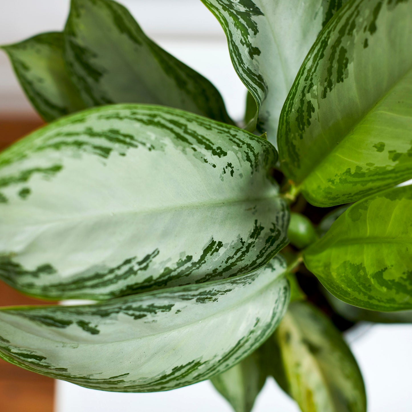 Aglaonema 'Silver Bay'