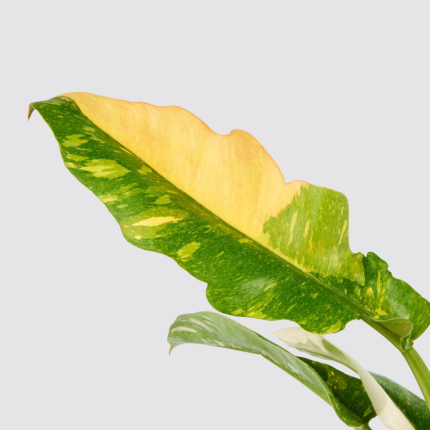 Philodendron narrow 'Ring of Fire'
