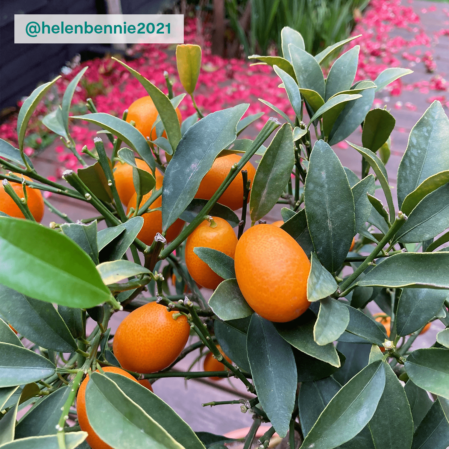 Kumquat tree