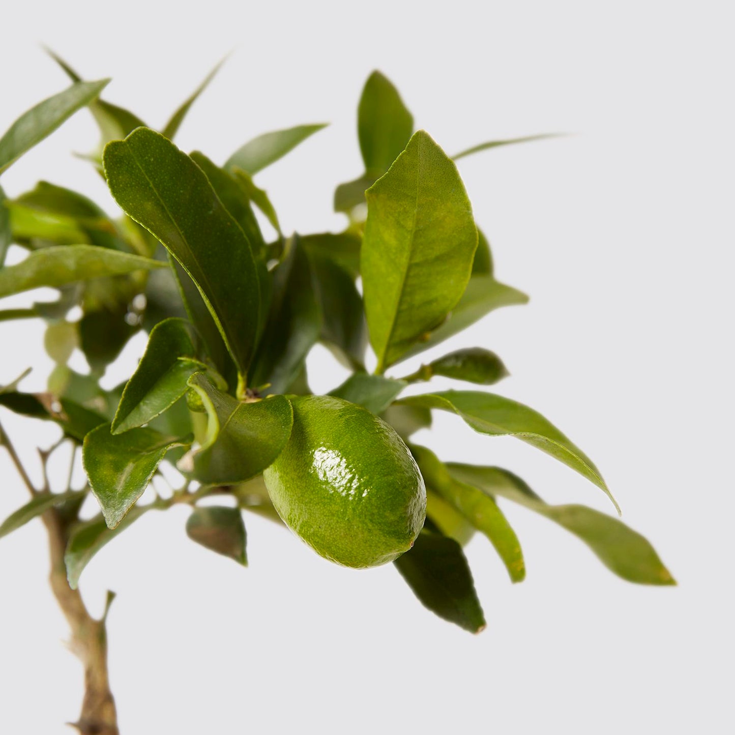 Lemon Tree