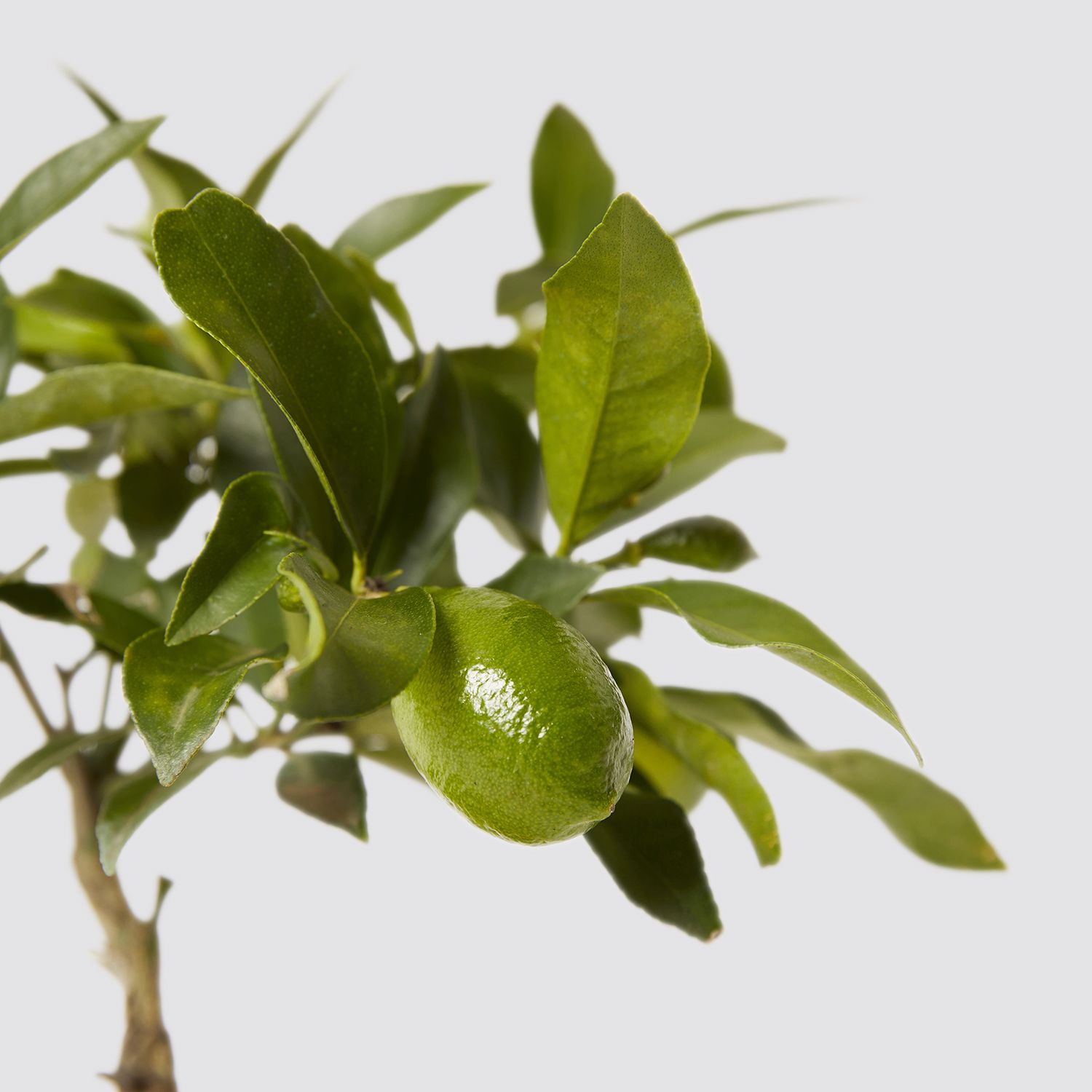 Lemon Tree