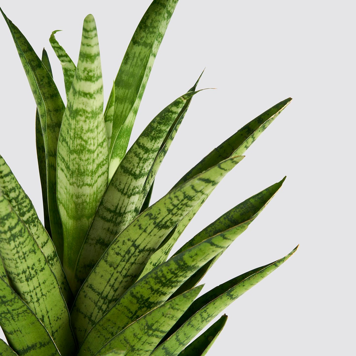 Sanseveria tough lady