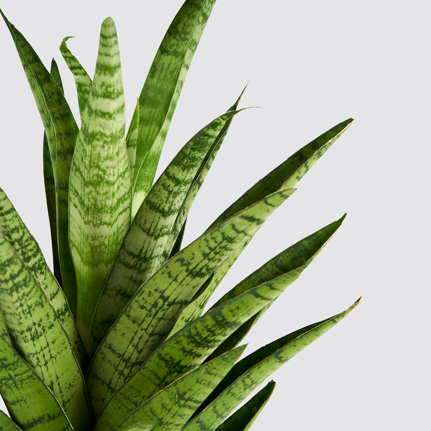 Sanseveria tough lady