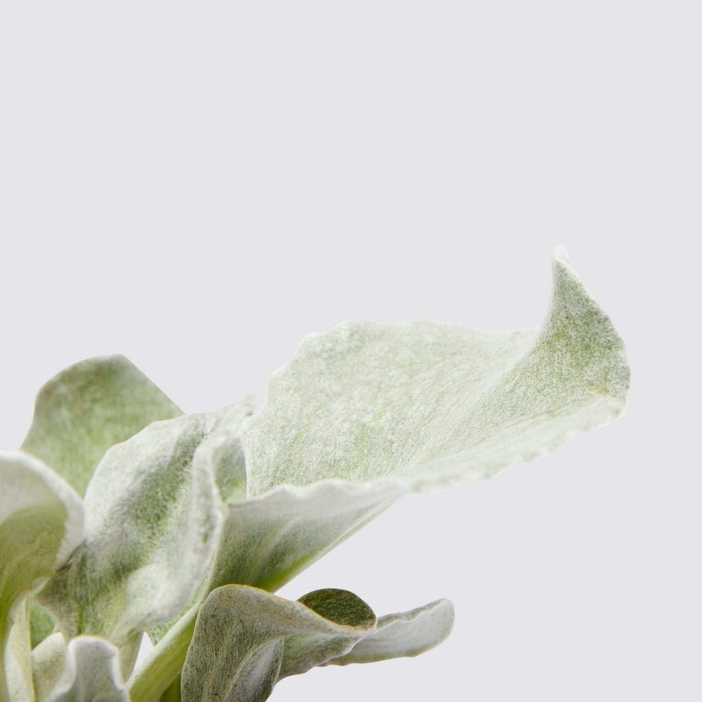 Senecio 'Angel Wings'