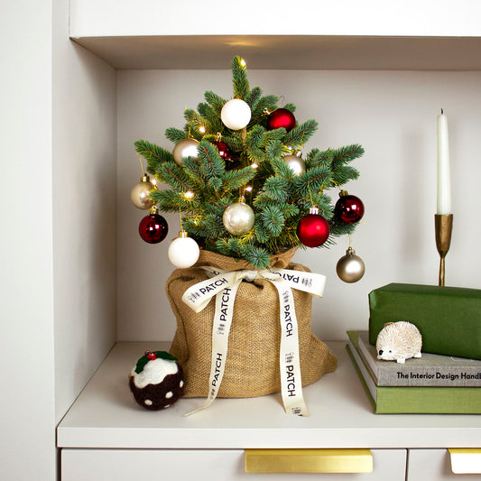 Pot Grown Blue Spruce