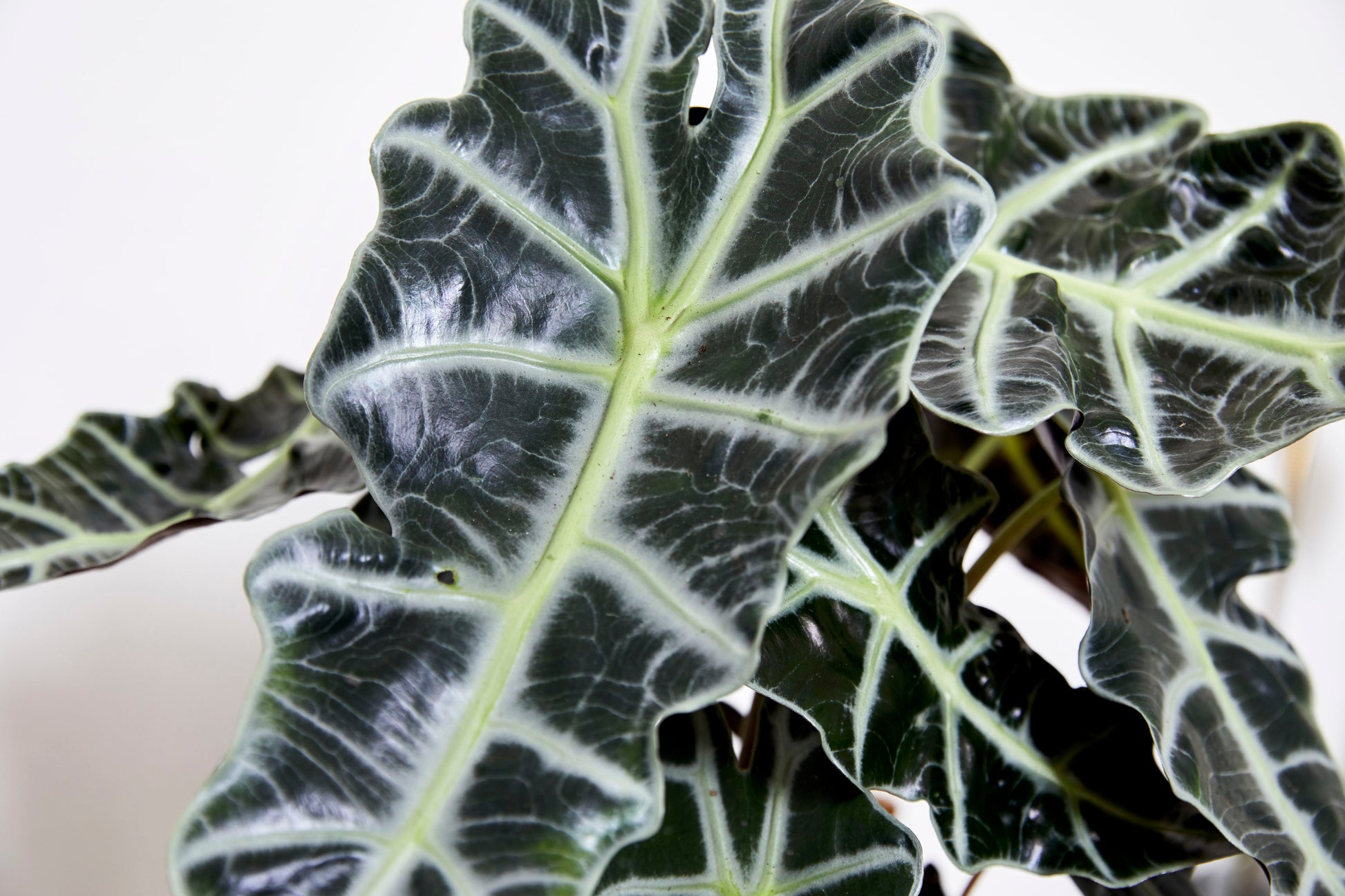 Alocasia Amazonica
