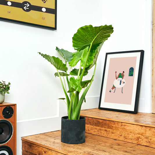 Alocasia Gageana